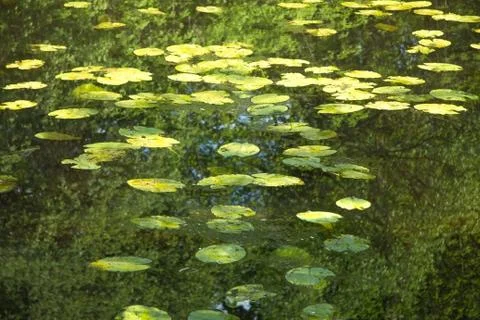 Leaves floating on the water surface Stock Photos