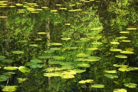 Leaves floating on the water surface Stock Photos