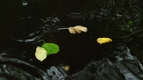 Leaves floatting on water Stock Footage 88291923