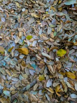 Leaves on floor for background Stock-Fotos