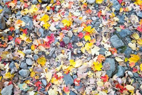 Leaves on the floor Stock Photos