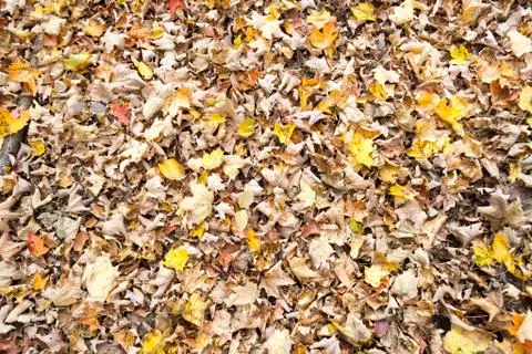 Leaves in the floor Stock Photos