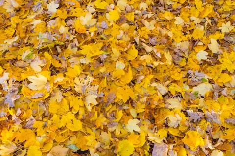 Leaves on the floor Stock Photos