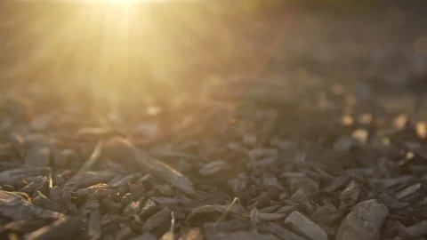 Leaves on floor with sunflare Stock Footage 83154269