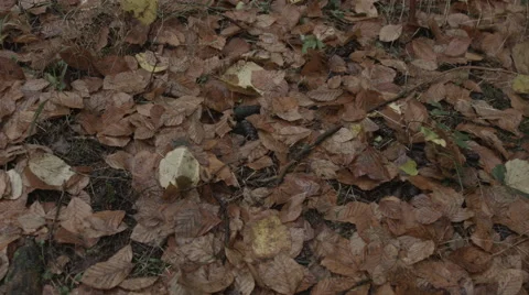 Leaves on the Floor, Tracking Video stock 44264710
