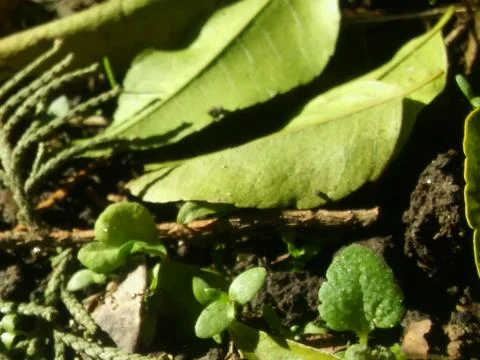 Leaves floor wallpaper with different elements Stock Photos