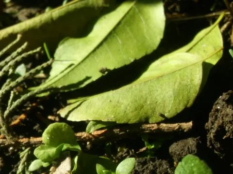 Leaves floor wallpaper with different elements Stock Photos
