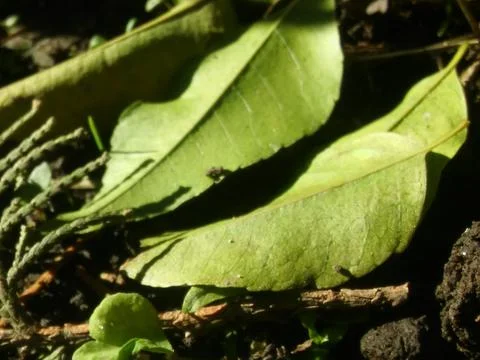 Leaves floor wallpaper with different elements Stock Photos