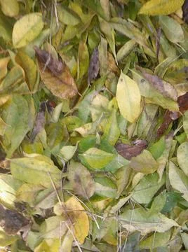 Leaves floor wallpaper with different elements Stock Photos