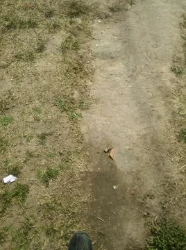 Leaves floor wallpaper with different elements 写真素材