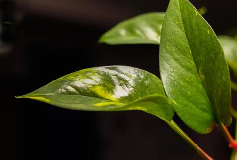 Leaves of flover Stock Photos