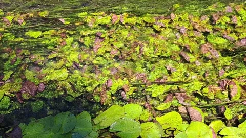 Leaves in the flow of water Stock Footage 313192628