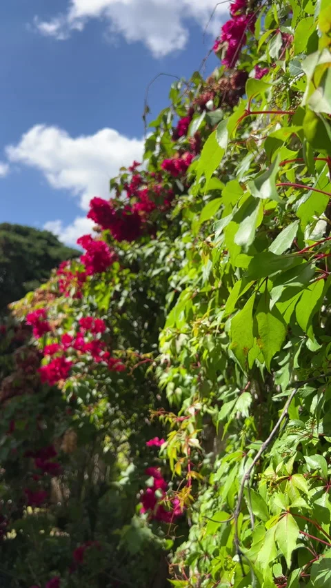 Leaves, flowers and clouds moved by the wind. Vertical Video. 4k Stock Footage 236706123