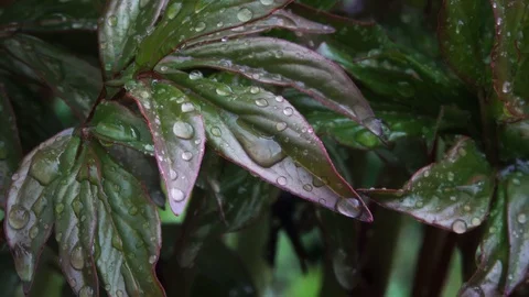 Leaves of flowers with raindrops 動画素材 105955593