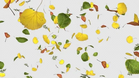 Leaves Flowing On Alpha Stock Footage 161570312