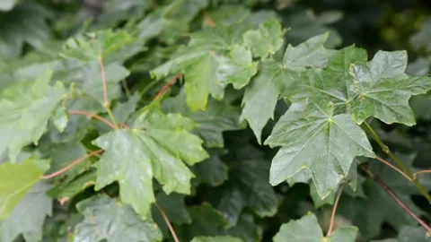 Leaves Flowing In The Breeze Stock Footage 133207868