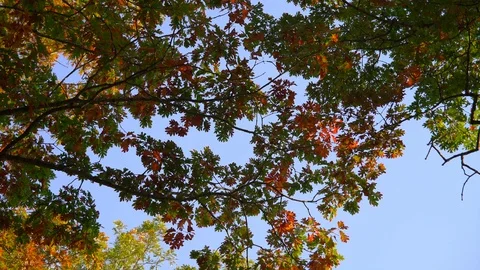 Leaves Flutter in Beautiful Fall Colors Stock Footage 89142928