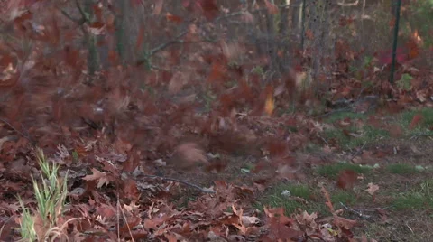 Leaves flutter as landscaper pushes with leaf blower Stock Footage 44772858