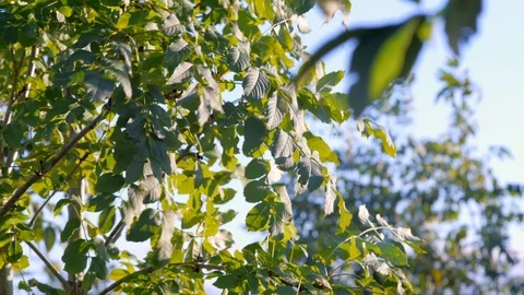 Leaves Flutter in Strong Breeze Stock Footage 98291927