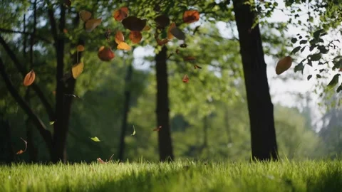 Leaves fluttered in the air Stock Footage 308721193