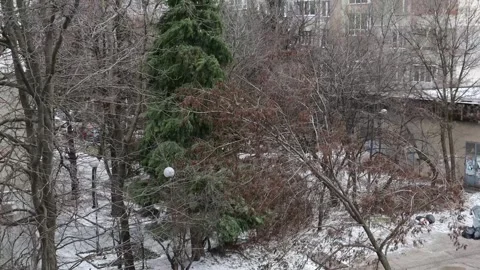 Leaves fluttering in strong wind Stock Footage 265254482