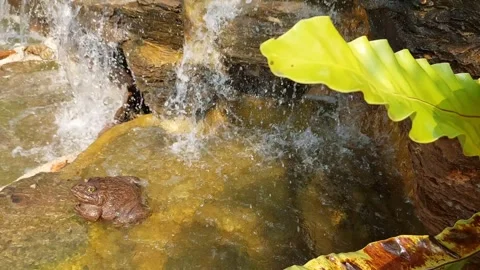 Leaves fluttering by the waterfall Stock Footage 263447858