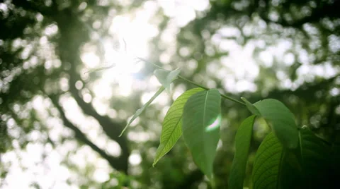 Leaves fluttering in the wind. Stock Footage 28995455