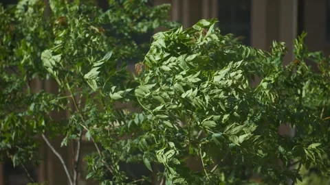 Leaves fluttering in the wind Stock Footage 155288601