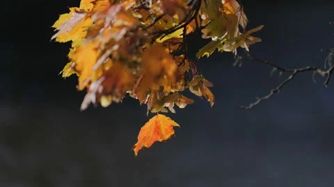 Leaves fluttering in the wind Видео 239375023