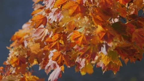 Leaves fluttering in the wind Видео 239375419