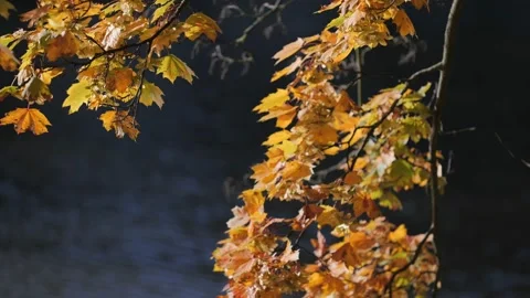 Leaves fluttering in the wind Видео 239375435