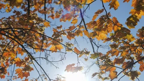 Leaves fluttering in the wind Stock Footage 239375612