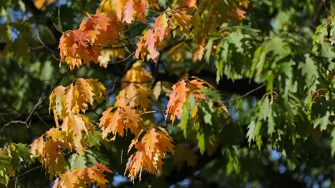 Leaves fluttering in the wind Видео 239375717