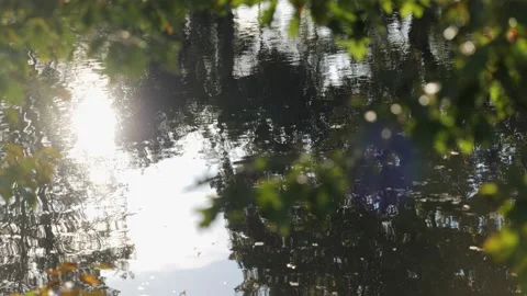 Leaves fluttering in the wind Stock-Footage 239375886