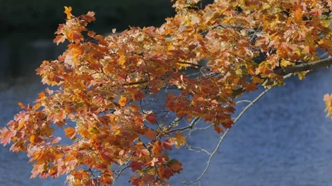 Leaves fluttering in the wind Видео 239376169