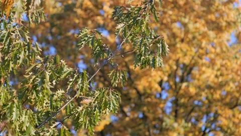 Leaves fluttering in the wind Видео 239376470