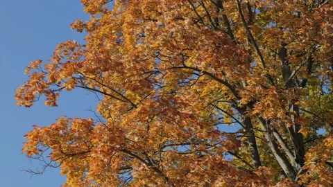 Leaves fluttering in the wind Видео 239376931