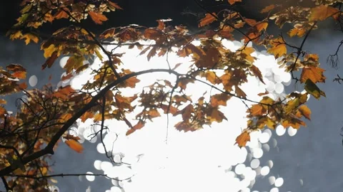 Leaves fluttering in the wind with water reflection Видео 239376276