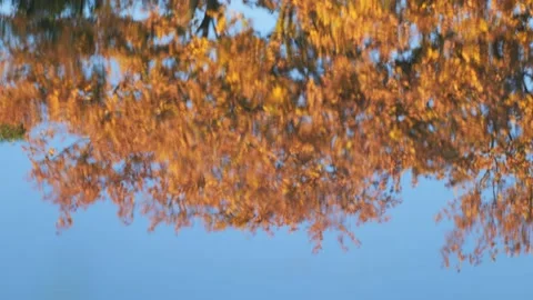 Leaves fluttering in the wind with water reflection Stock-Footage 239376717