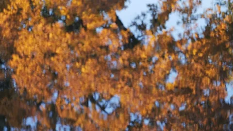 Leaves fluttering in the wind with water reflection Видео 239376832
