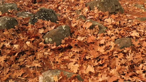 LEAVES FLY Video stock 187117961