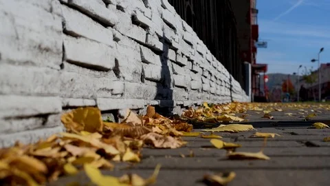 The leaves fly off the trees falling on the asphalt in an urban environment, aga Stock-Footage 95991751