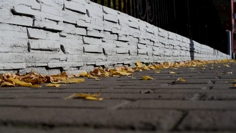 The leaves fly off the trees falling on the asphalt in an urban environment, aga Stock-Footage 95991791