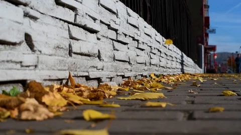 The leaves fly off the trees falling on the asphalt in an urban environment, aga Video stock 95991821
