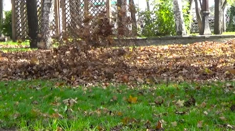 Leaves Flying blowers fly Stock Footage 54741543