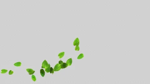 Leaves flying element lemon balm leaves backgrounds isolateds Stock Footage 245018300