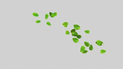 Leaves flying element lemon balm leaves backgrounds isolateds 動画素材 245018364