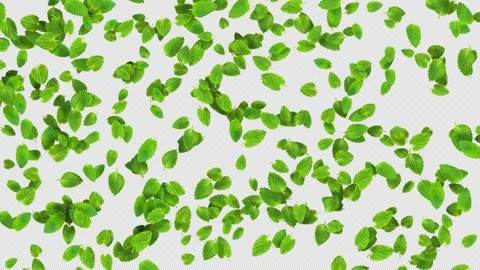 Leaves flying element lemon balm leaves backgrounds isolateds 動画素材 245187309