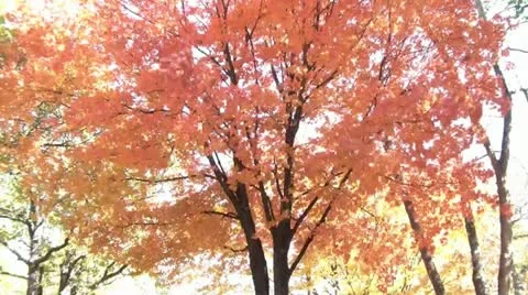 Leaves Flying Past Red Tree Video stock 12592672