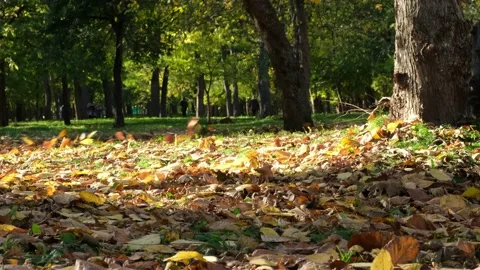 Leaves flying up in the wind on sunny day in autumn park with colorful trees and Video stock 164137353